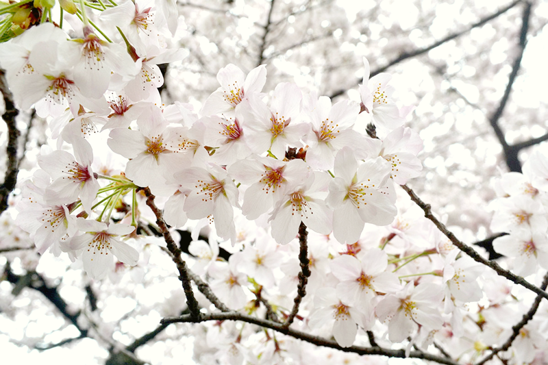 桜