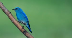 Thunderbirdで文字が表示しなくなる、挙動がおかしくなる不具合を解決