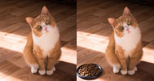【Photoshop】v25.0がリリース！