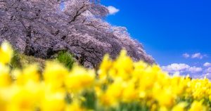画像をプレビューするフォトビューアーの表示が黄ばんだ時の対処