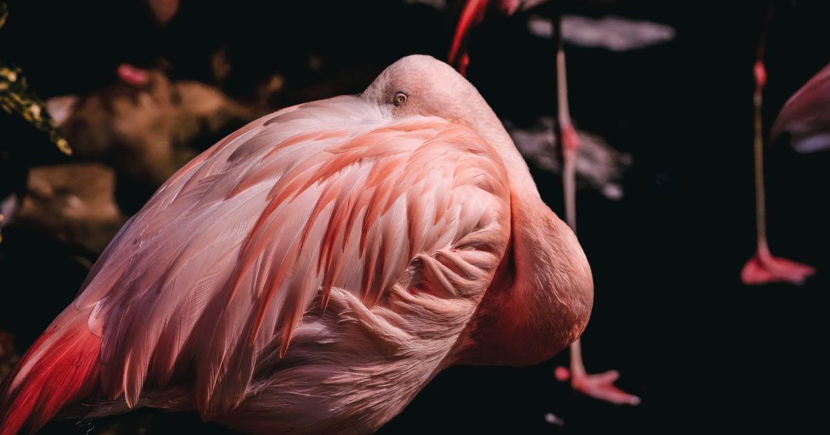 【忘備録】wpプラグイン「Flamingo」の困った仕様について